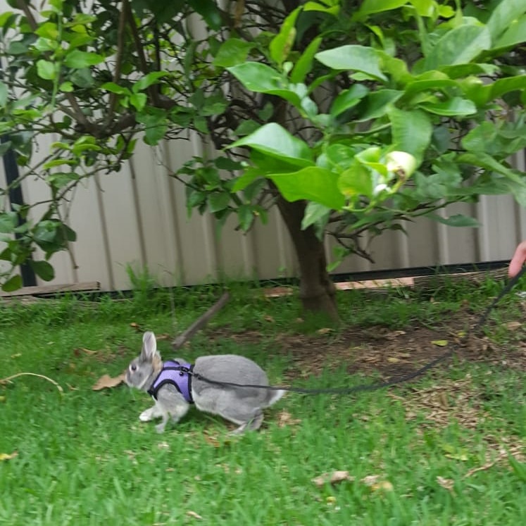 Rabbit Boarding Near Me - Bunny Bed and Breakfast